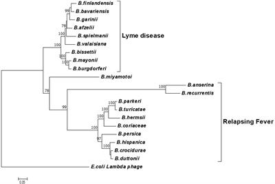 Targeting Multicopy Prophage Genes for the Increased Detection of Borrelia burgdorferi Sensu Lato (s.l.), the Causative Agents of Lyme Disease, in Blood